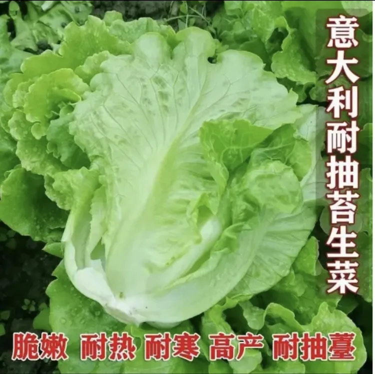 意大利罗马生菜种子生吃甜脆四季种植耐热生菜种子（拍2送1）