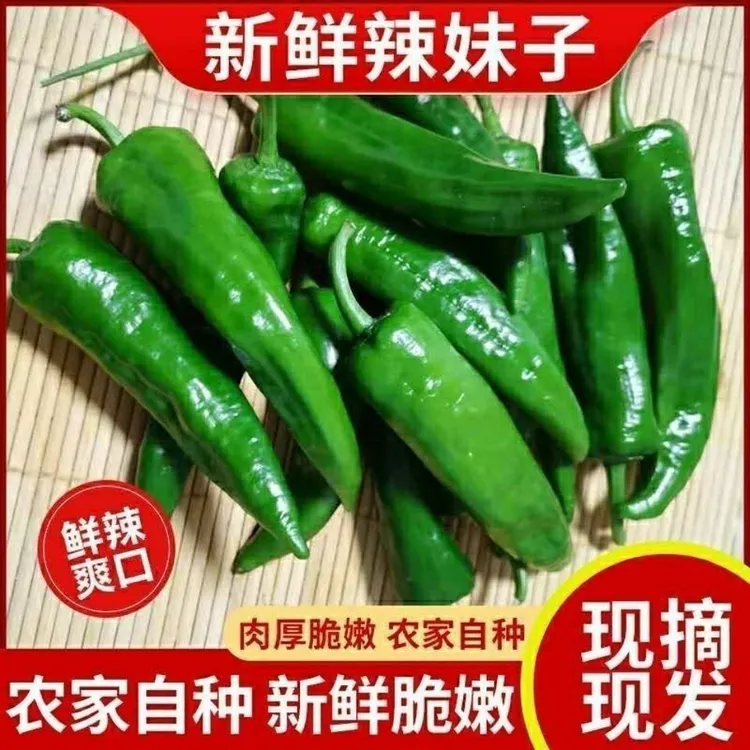 【京东包邮】产地现摘现发正宗辣妹子辣椒新鲜重辣辣椒薄皮小青椒