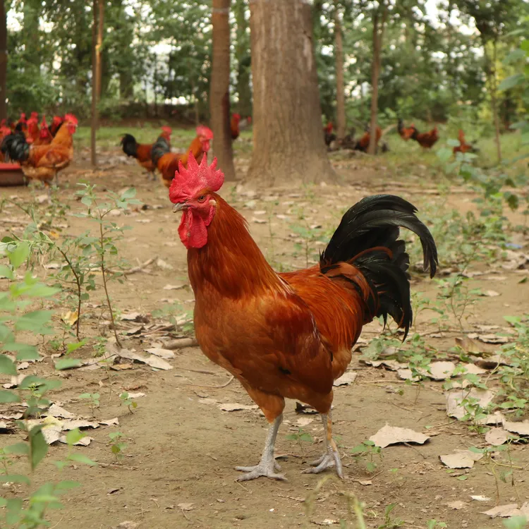 【京东快递】农村土公鸡林下散养纯粮食玉米蔬菜青草喂养240天以上
