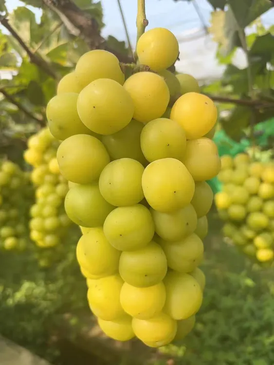 衡东甘溪种植 阳光玫瑰无核白葡萄无籽清甜当季新鲜水果