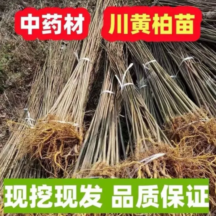 黄柏树苗厚皮中药材川黄柏苗黄柏皮川黄柏苗剥皮卖造林苗四川产地