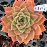 1161杂交精品基地11厘米