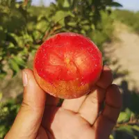 【一筐】新疆恐龙蛋 脆甜好吃汁水浓郁 带筐5斤左右 只限山西省内