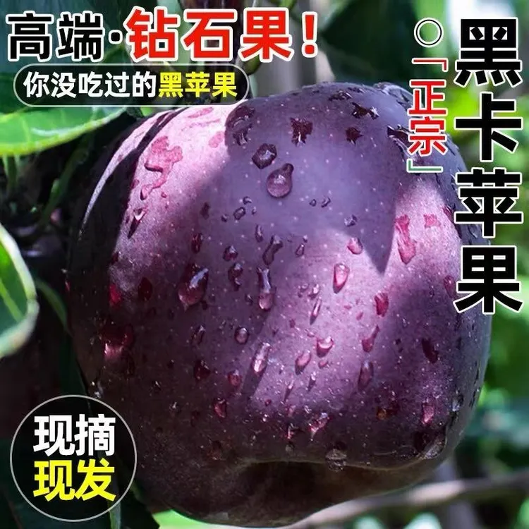 【顺丰包邮】甘肃黑钻黑卡苹果当季新鲜水果红蛇果黑钻果冰糖心脆面