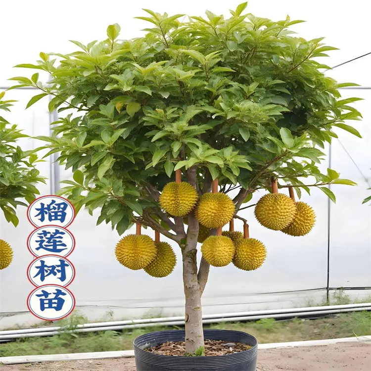 猫山王榴莲树果苗南北方种植金枕泰国嫁接苗耐寒广果树果苗大全