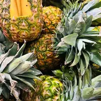 【六妈推荐】菠萝 甜香多汁水润1颗1.5斤起 辽宁发货