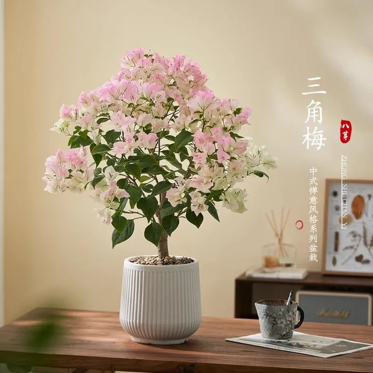 三角梅盆栽带花苞绿樱耐寒老桩客厅室内室外植物四季开花好养绿植