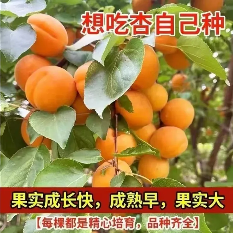 杏树苗南方北方种植盆栽地栽嫁接帝王杏树苗当年结果杏树苗商品图