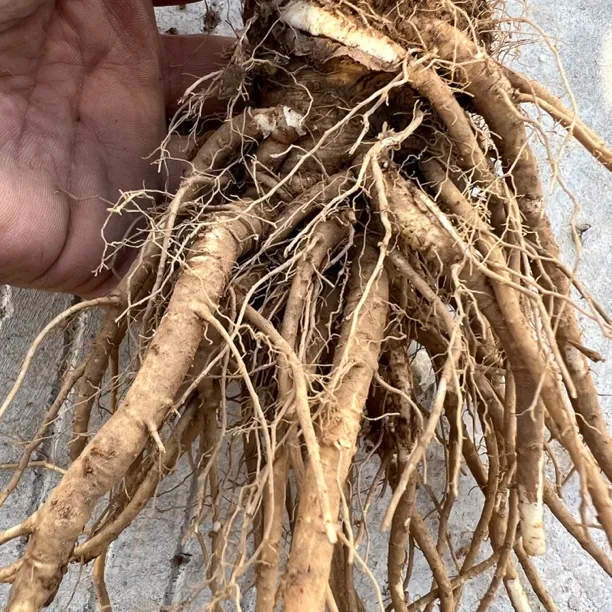 云南农家菜当归根炖鸡炖肉排骨煲汤新鲜现挖蔬菜根鲜甜香浓好吃