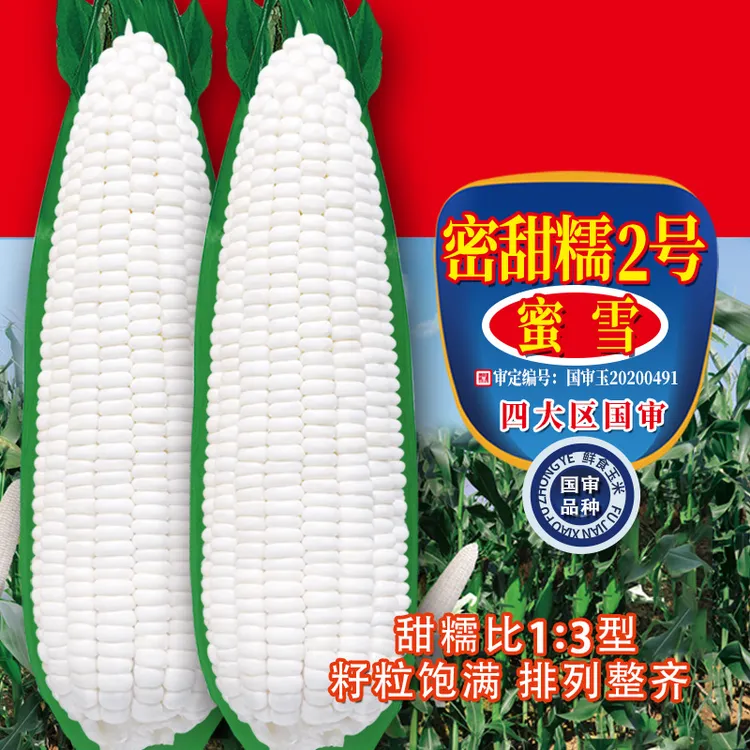 白甜糯玉米种子粘玉米种籽四季播种皮薄无渣非转基因蜜雪苞米种孑