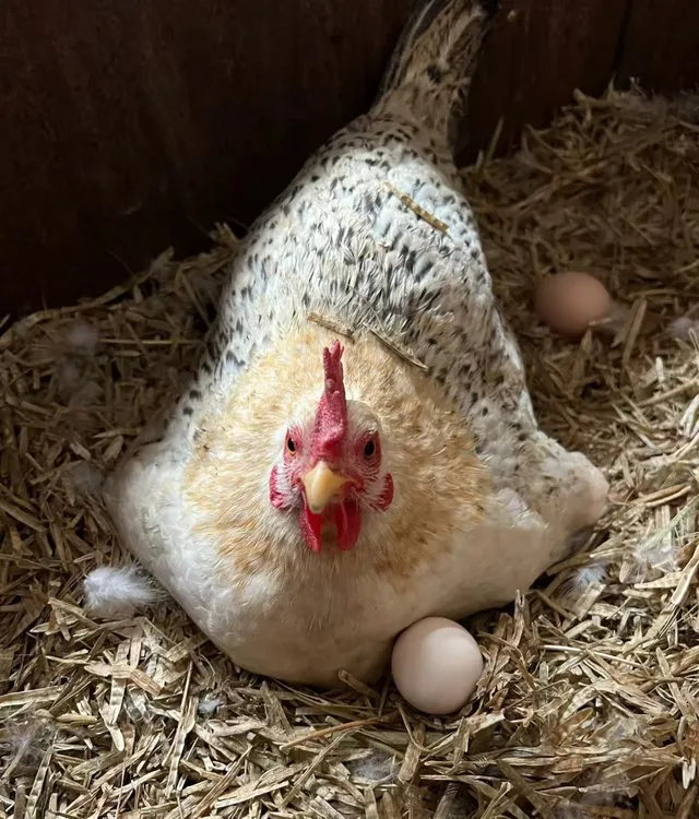 草鸡蛋  农村正宗土鸡蛋