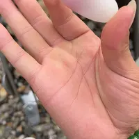 未镶嵌和田玉（糖玉）车挂