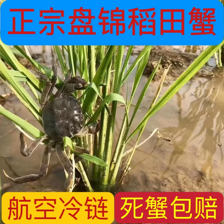 手选现挑1.1-1.4两3斤，冷链包邮青蟹