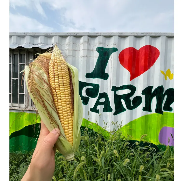 【知么农场自营~老味儿笨玉米】全程零农药零化肥，速来尝鲜~