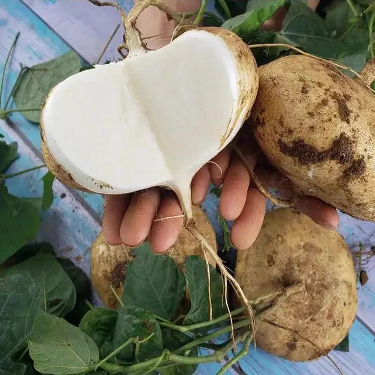 牧马山凉薯种子水果地瓜种籽大果白瓤香甜早熟沙葛土瓜春夏瓜果籽