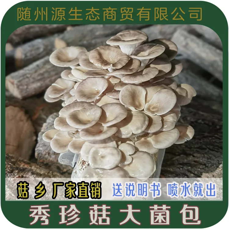源生态 多肉植物红平菇蘑菇盆栽食用菌菌包菌棒可食用趣味植物