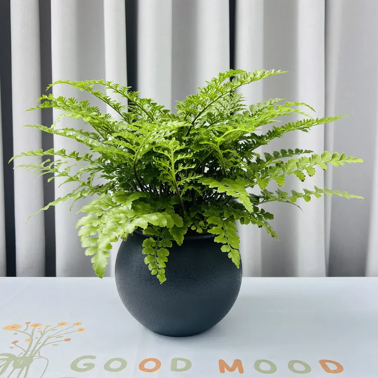 吉姆蕨植物水培植物懒人花卉绿植耐阴耐旱蕨类观叶室内绿植盆栽花