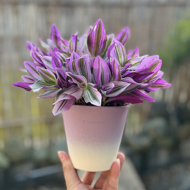 婚礼油画吊兰盆栽盆景室内客厅办公室桌面观叶趣味花卉绿植好养