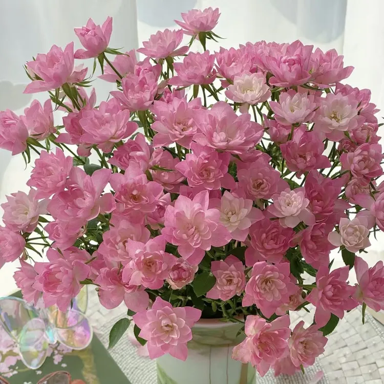 天荷繁星月季易养护种植盆栽开花快生长快室内阳台庭院春季