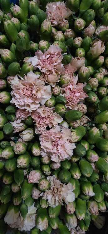 多头康乃馨新品杏仁20支，支持开箱验货，物流人为不售后