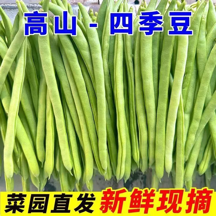 新鲜四季豆现摘云南小金豆当季新鲜蔬菜无筋豆整箱包邮长豆角菜豆