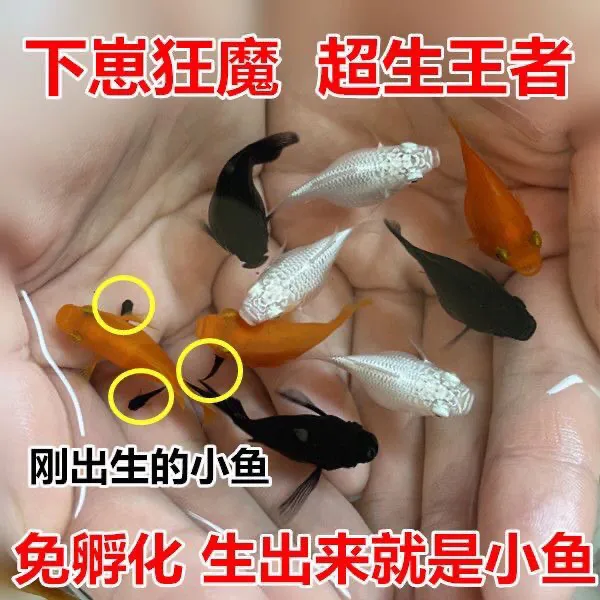 玛丽球鱼皮球胎生直接小鱼孔雀鱼热带鱼观赏鱼热带新手好养