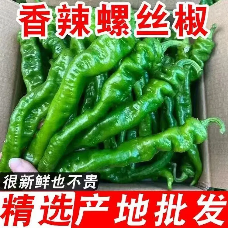[质量保障]中微辣螺丝椒-正宗农家青辣椒
