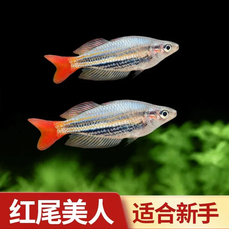 红尾美人鱼观赏鱼小型热带鱼好养耐活自然发色群游鱼