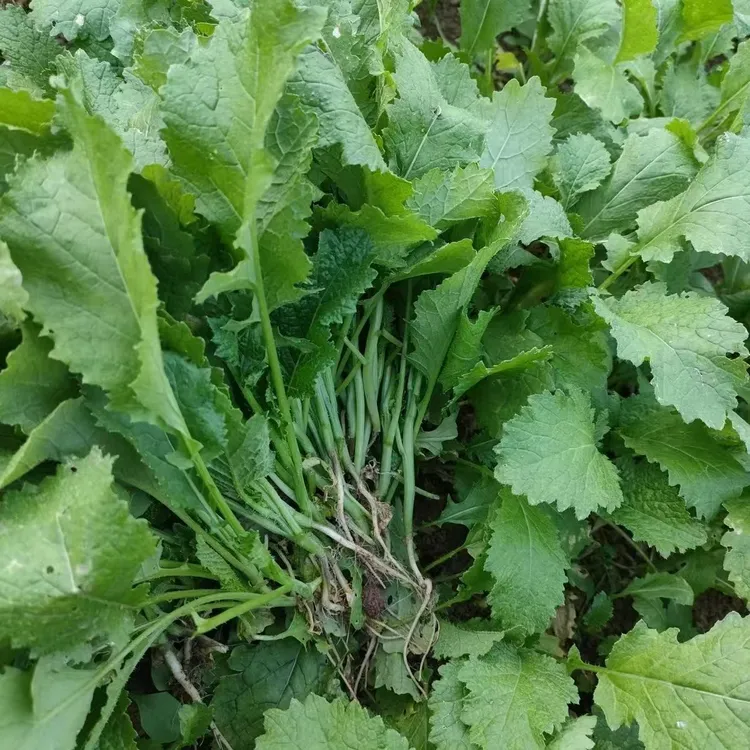 贵州新鲜油菜细细菜苦油菜可做酸菜冲菜当季火锅野菜现摘现发蔬菜