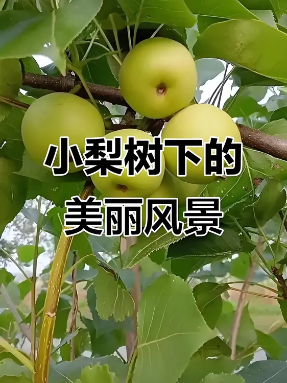 云南泸西高原雪花梨新鲜多汁现摘现发应季精品梨礼盒装