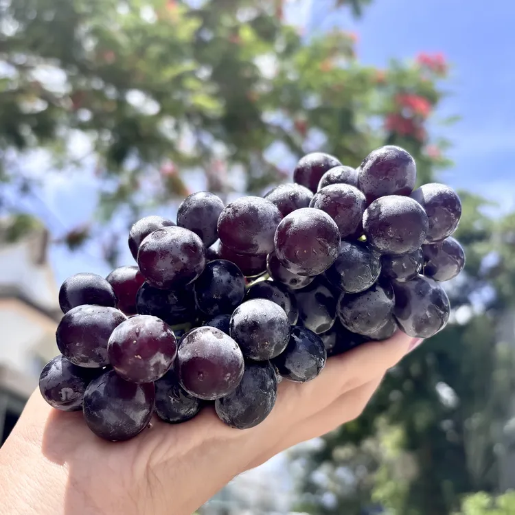 玫瑰黑珍珠小黑提超甜浓香籽都是脆脆的3斤顺丰陆运