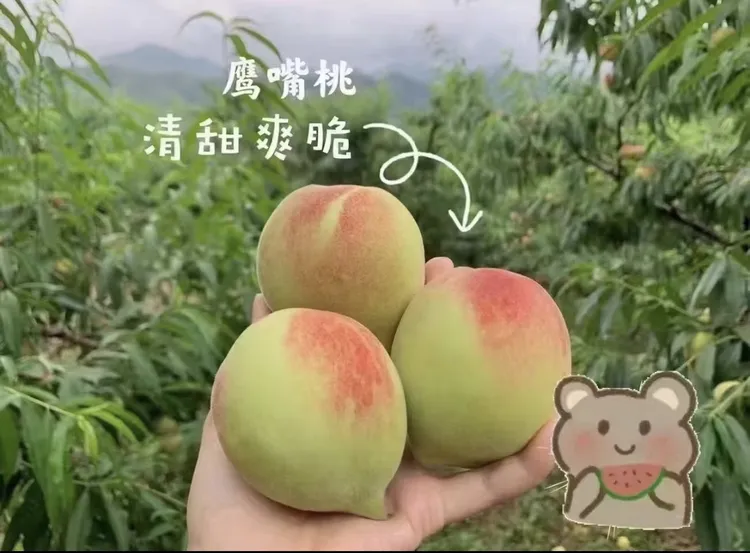 岭南佳果鹰嘴蜜桃