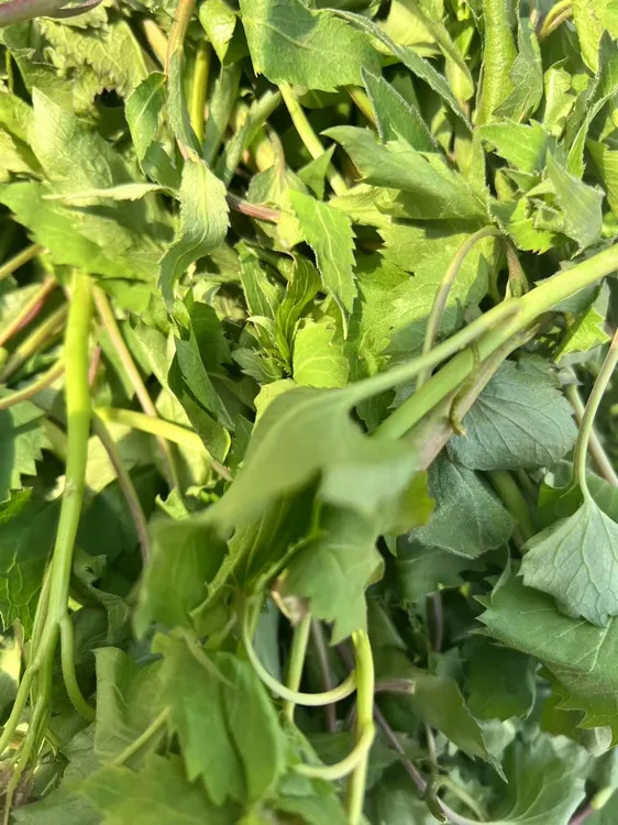 东北大山野生现掰杏芽菜