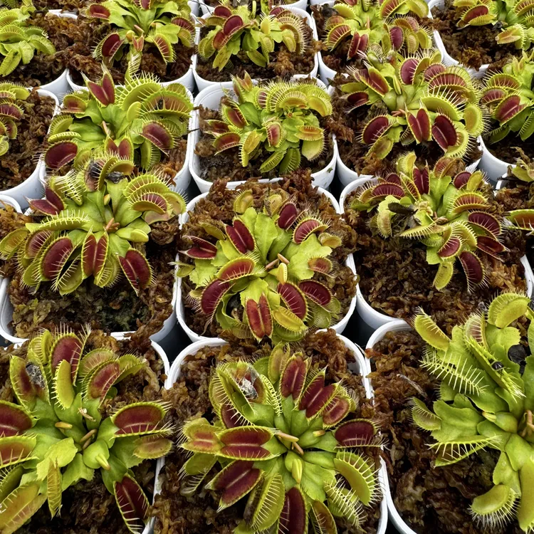 【拍一发二】捕蝇草室内净化盆栽食虫植物可驱蚊趣味植物