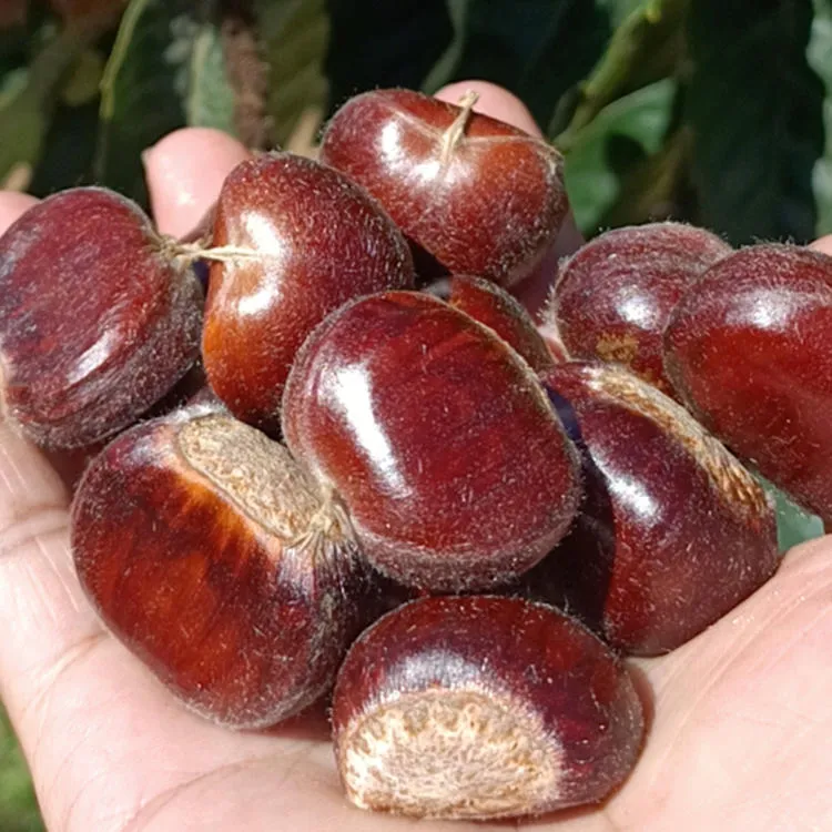 【坏果包赔】正宗迁西板栗燕山油栗生板栗老树板栗高山板栗京东板栗