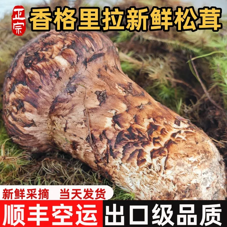 【顺丰空运】正宗云南香格里拉松茸新鲜现采松茸菌菇松茸王250/500g