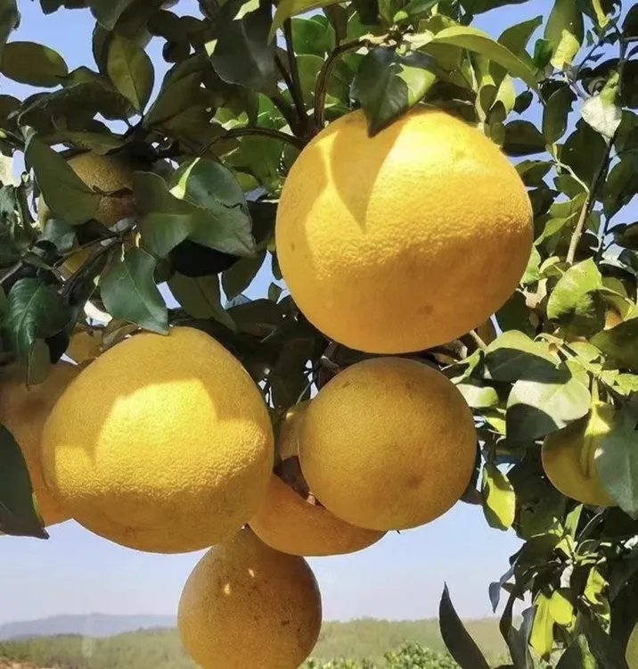广丰家乡红心马家柚满口爆汁蜜柚基地现摘直发农产品水果