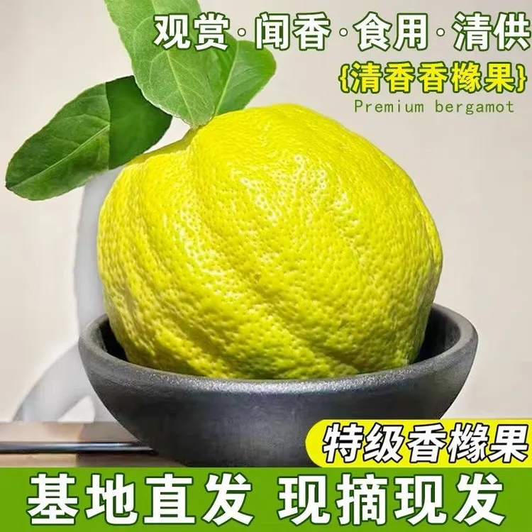 【推荐4斤以上】云南香橼果天然香薰清家摆件天然车载植物香薰