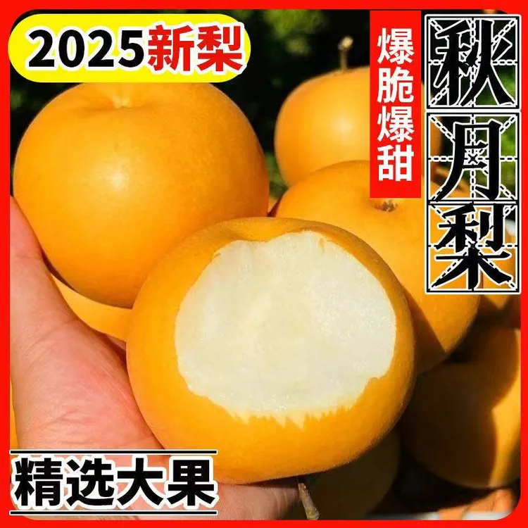 河南正宗秋月梨新鲜当季现摘薄皮脆甜多汁水果