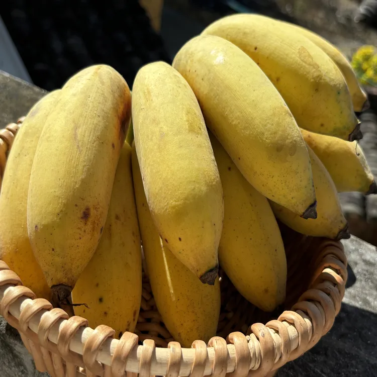 正宗广东高州本地农家粉蕉香甜软糯香蕉自然熟