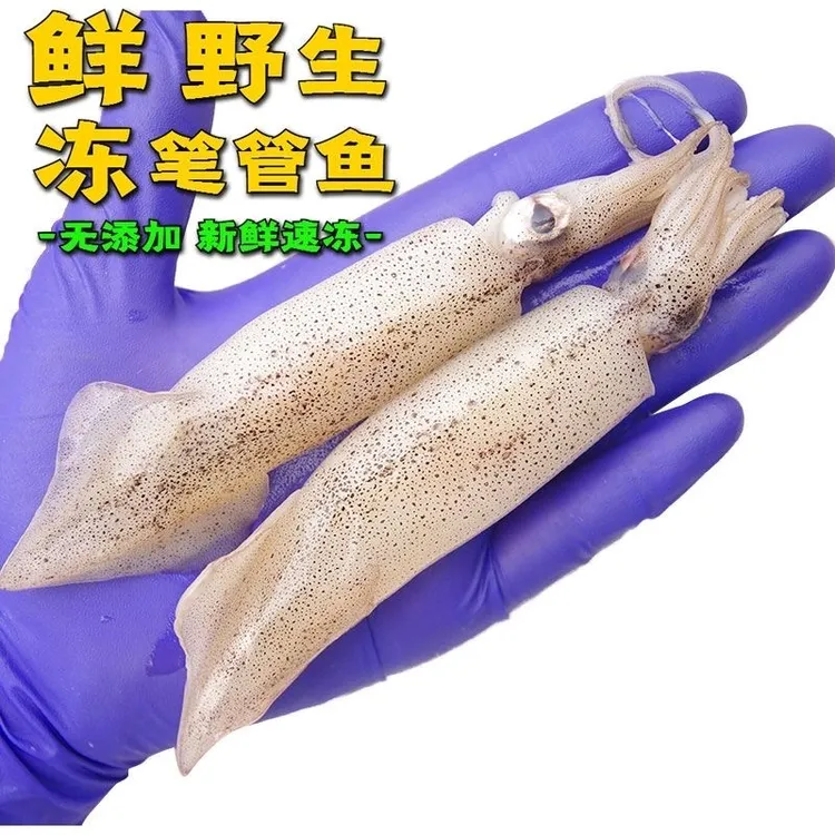 新鲜笔管鱼无籽海兔鲜活小鱿鱼火锅食材商用宝宝补钙小乌贼鱿鱼