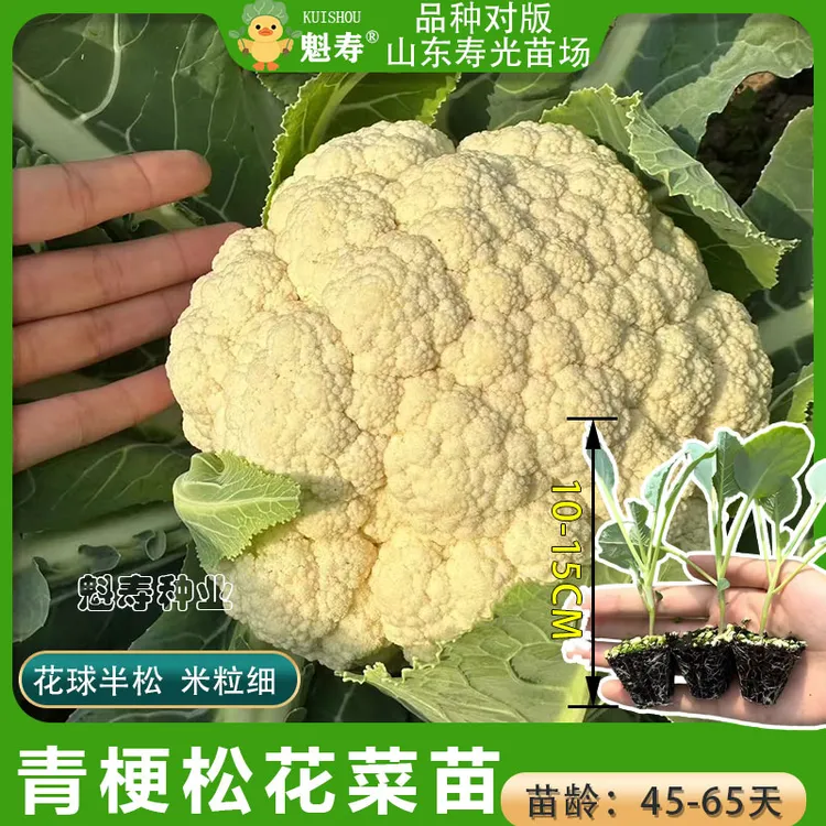 四季松花菜苗秧苗高产耐寒青梗花椰菜寿光花菜菜花西兰花苗秧种子