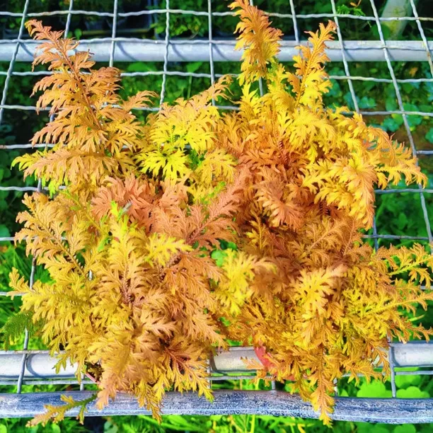 漂亮越晒越金黄色迷你黄金变色蕨类植物水陆雨林缸造景耐阴湿观叶