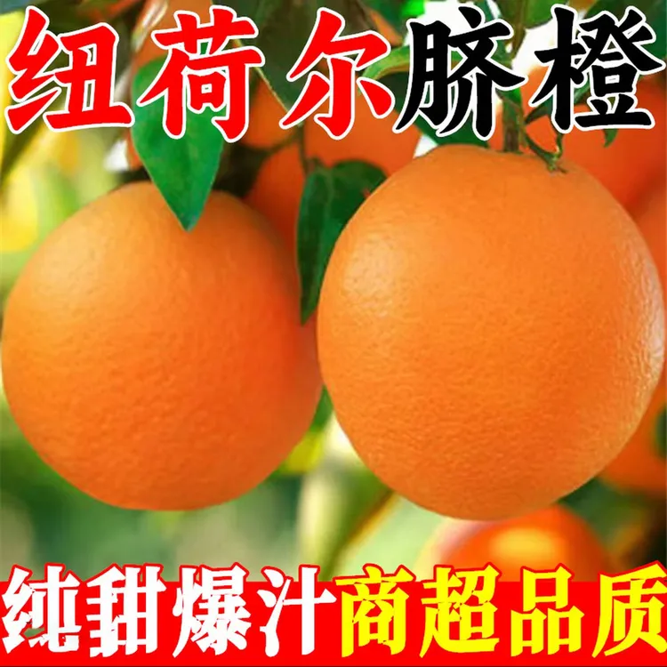 应季水果新鲜纽荷尔脐橙子软糯香甜爽口多汁湖南特产本地农家自种