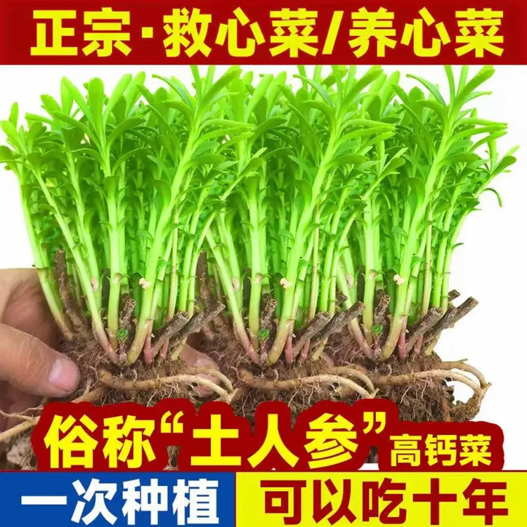 【四年壮根 越冬包活】高钙养心菜根苗+肥料 花盆小院家庭种植