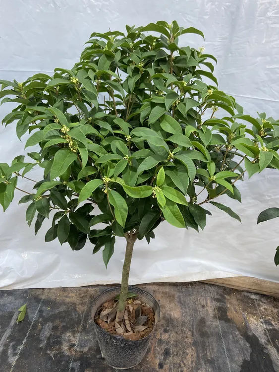 四季桂花树苗盆栽浓香型开花富贵客厅阳台庭院绿植花卉花苞