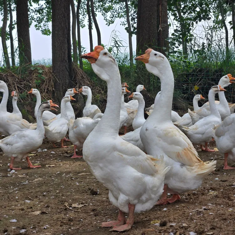 宠物大白凤头鹅鸭产蛋顺丰包邮十斤左右
