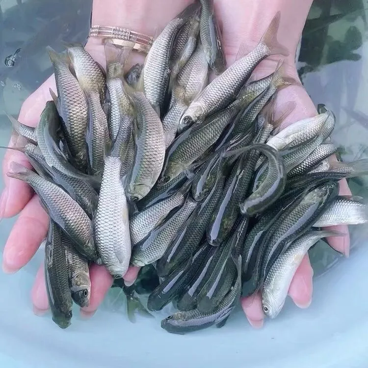 3 - 30cm活体草混子草鱼观赏鱼淡水鱼冷水鱼淡水养殖正宗优势草鱼