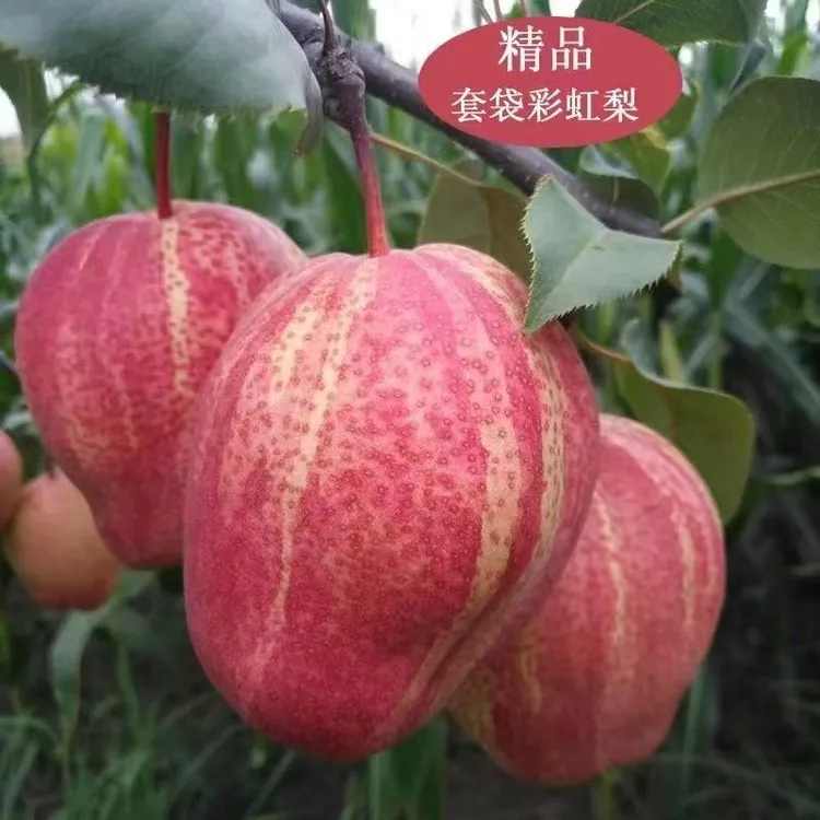 嫁接早酥红梨树苗特大彩虹梨树果苗脆甜红梨南方北方庭院盆栽地栽