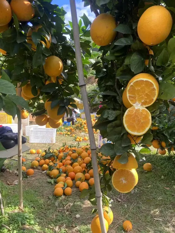 正宗赣南脐橙自家果园现摘现发树上自然成熟零添加的新鲜脐橙橙子
